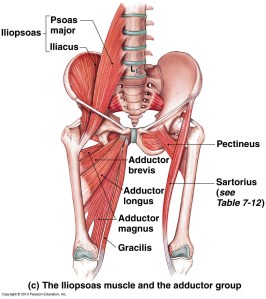 Musculature_Deep_Hip